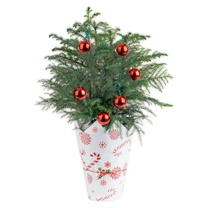 Norfolk Island Pine Live Christmas Tree