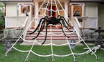 Halloween Spider Web & Spider