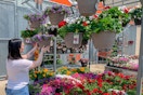 The Home Depot hanging baskets