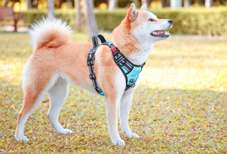 walmart poypet dog harness 1686139842 1686139842