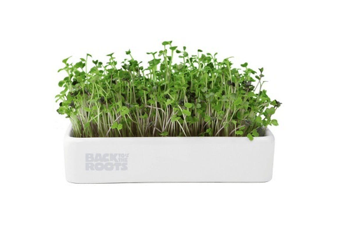 Back to the Roots Grow Kit