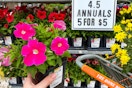 someone putting some flowers into their basket at home depot