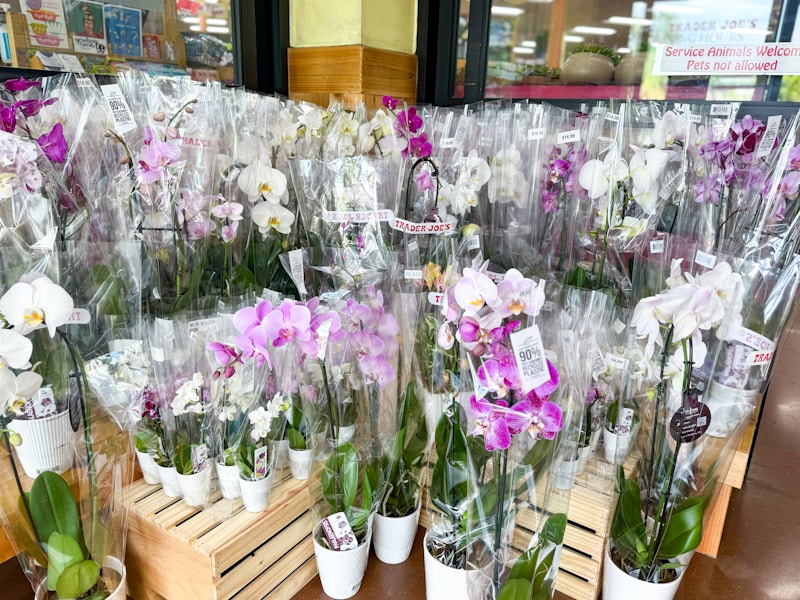 trader-joes-aug-6