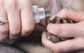 pet nail trimmer amazon 1679084106 1679084107