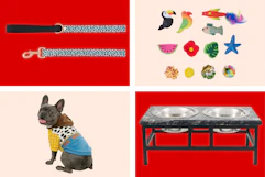 collage image of a dog leash, cat toys, raised food bowls, and dog in a toy story outfit