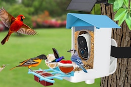 Smart Bird Feeder With Camera, $50 on Amazon for a Limited Time (Reg. $130) card image