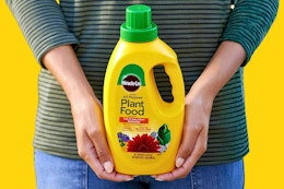 Close up Miracle-Gro Plant Food held by a person