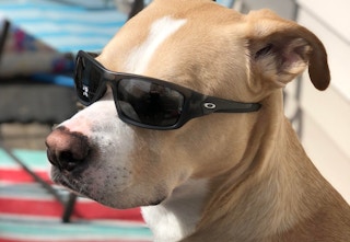 proozy-oakley-sunglasses-2023-1