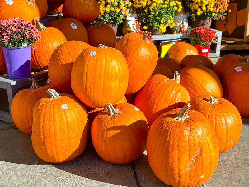 kroger-pumpkins-3