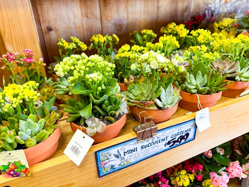 trader-joes-july-37