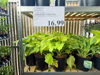 costco-plants-hosta