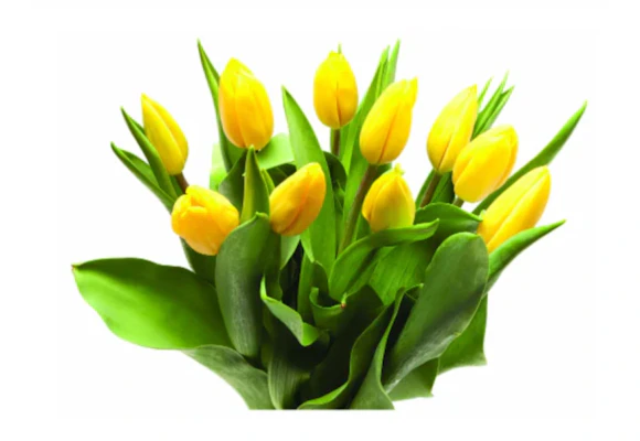 Bloom Haus Tulips