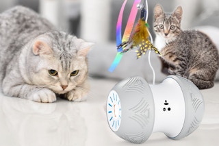 cats looking at cat toy