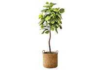 Artificial Fiddle Leaf Fig Tree