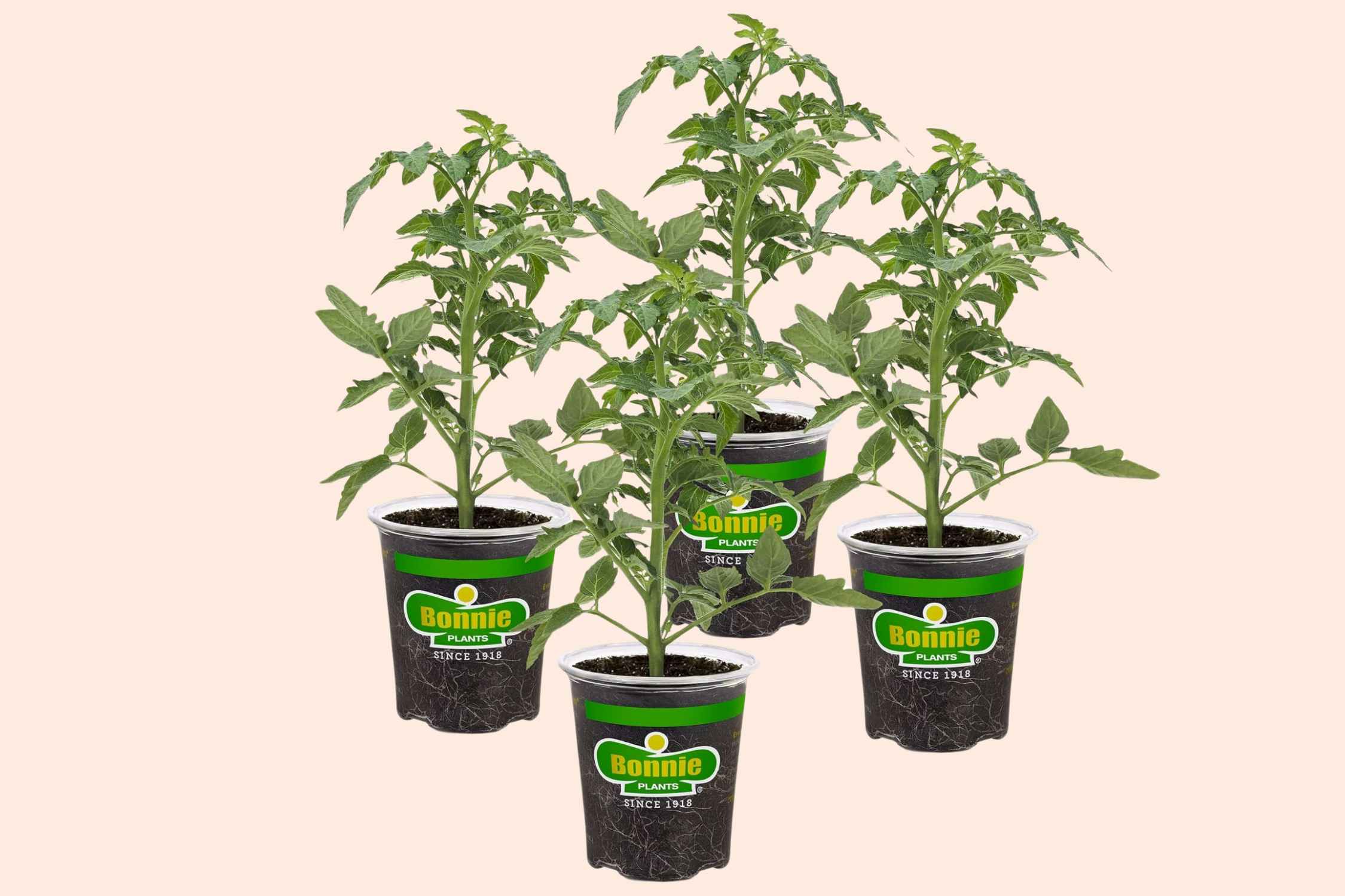 Big Beef Tomato Plants 4-Pack, Just $19.98 on Amazon