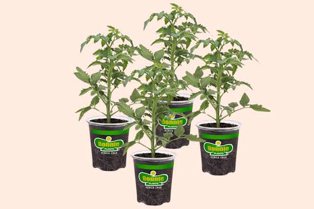 Big Beef Tomato Plants 4-Pack, Just $19.98 on Amazon card image