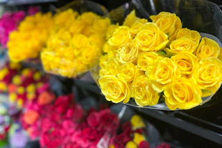 costco 2 dozen premium roses yellow pink multi colored
