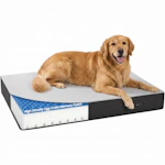 Orthopedic Dog Bed