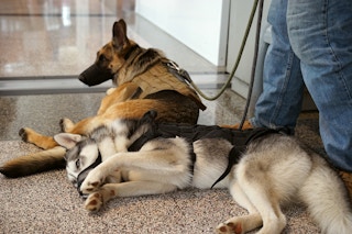 Two emotional support dogs laying on floor