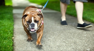 up close of a dog and a man is walking it