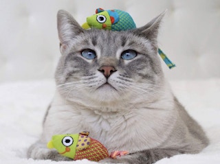 a cat with catnip toys