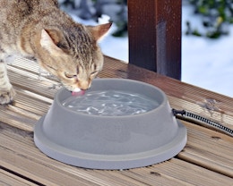 Heated Pet Bowl, Only $17.19 on Amazon card image