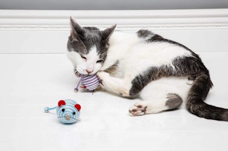 amazon cattraction catnip bell mouse toys 01 1628955288 1628955288