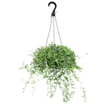 Senecio String Of Dolphins