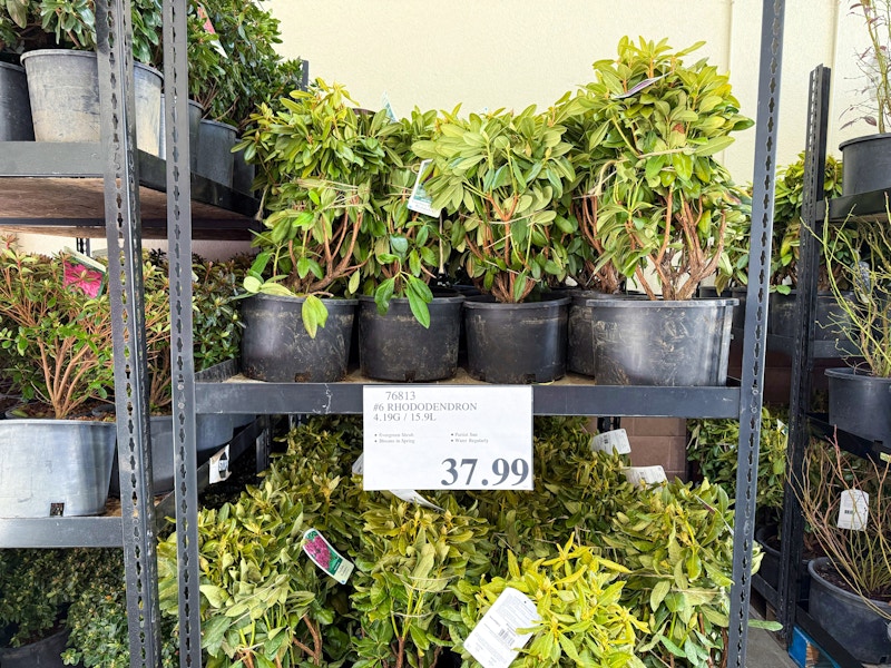 rhodondron plants costco