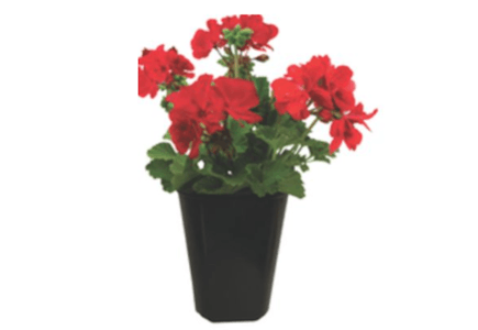 2 Geraniums