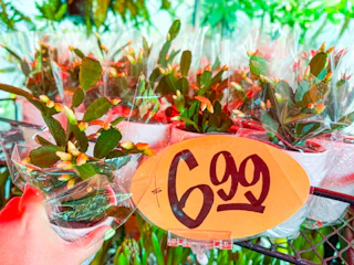 trader-joes-floral-7
