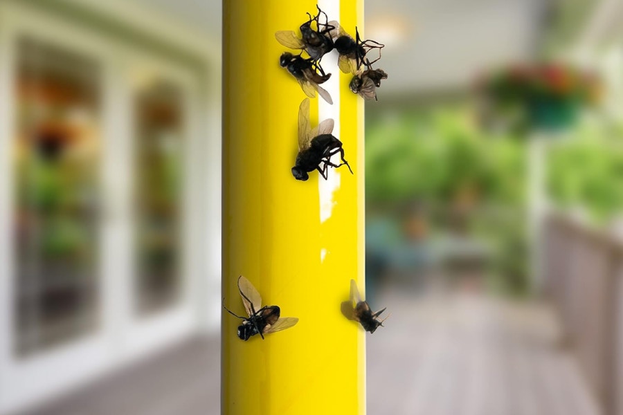 Fly stick in use