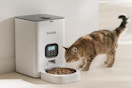 Cat eating from the VOLUAS Automatic Cat Feeder – 4L.