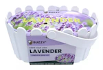 Buzzy Seeds Garden Grow Kit