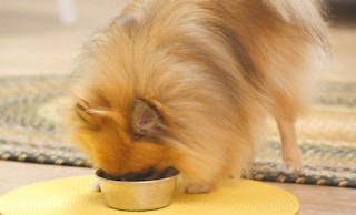 chewy-pedigree-puppy-dry-dog-food-01