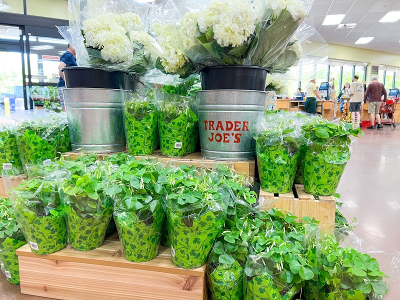 shamrock plant at trader joes