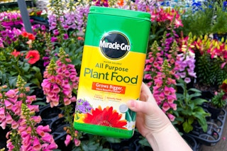 person holding a container of miracle-gro plant food in front of flowers