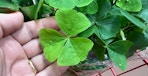 trader joes shamrock plant