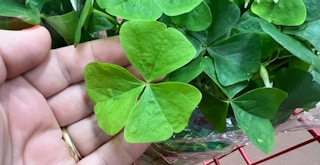 trader joes shamrock plant