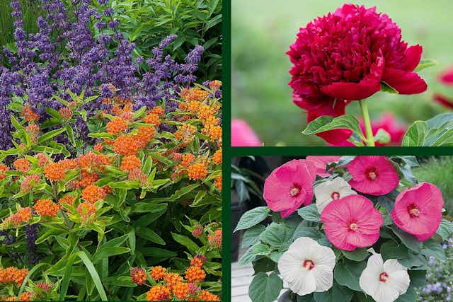 Spruce Up Your Garden With QVC — Flowers and Plants, as Low as $18 Shipped card image