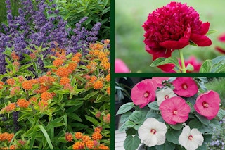 qvc-flowers-featured-image-may-1