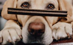 a dog with a dental dog treat on their nose