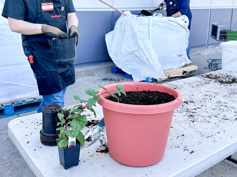 fred-meyers-fuchsia-saturday-planting-event-free-kcl-7