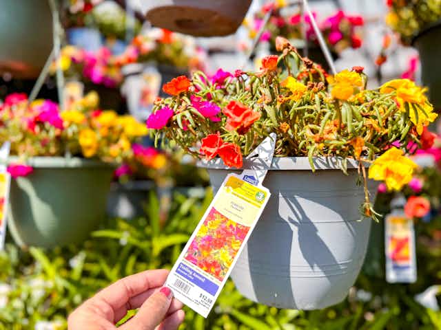 Lowe’s Springfest Deal: $10 Hanging Flower and Fern Baskets card image
