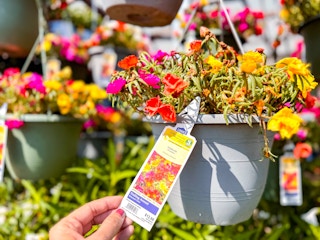 hand holding the tag of a hanging basket at Lowe's