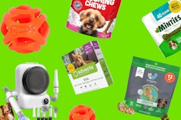 Pet Deals Hiding on Amazon: BOGO 50% Off Treats, $3 Chuckit Toys, and More card image