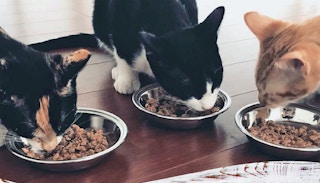 wellness cat food 1608818073 1608818073