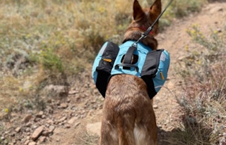 a dog wearing a pack