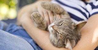 person holding cat on lap and rubbing its belly