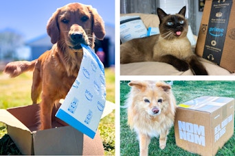 pets with deliveries from amazon and nom nom